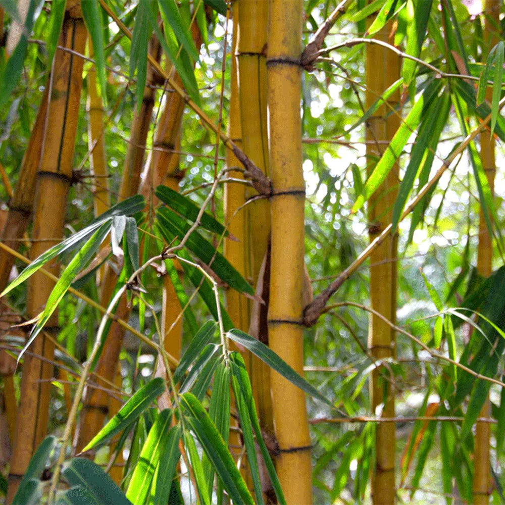 Bambus - Die unverwüstliche (Wunder-)Pflanze